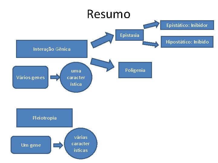Resumo Epistático: Inibidor Interação Gênica Vários genes uma caracter ística Pleiotropia Um gene várias