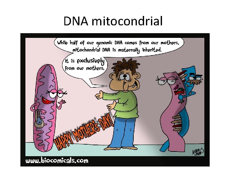 DNA mitocondrial 