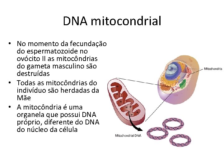 DNA mitocondrial • No momento da fecundação do espermatozoide no ovócito II as mitocôndrias
