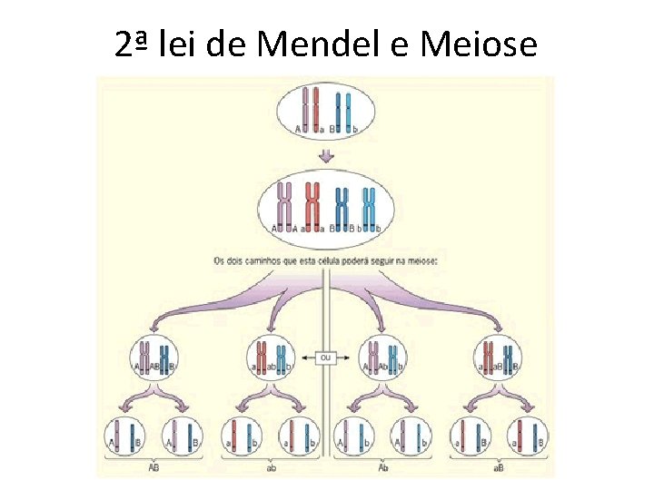2ª lei de Mendel e Meiose 