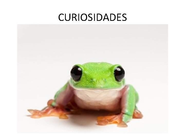 CURIOSIDADES 