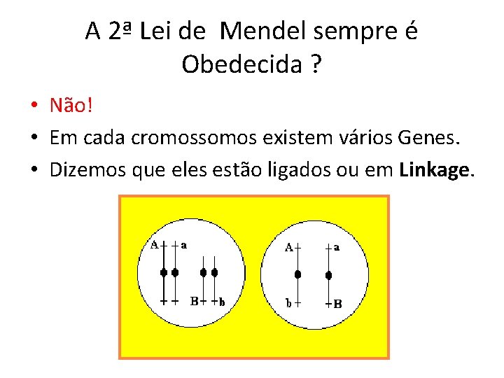 A 2ª Lei de Mendel sempre é Obedecida ? • Não! • Em cada
