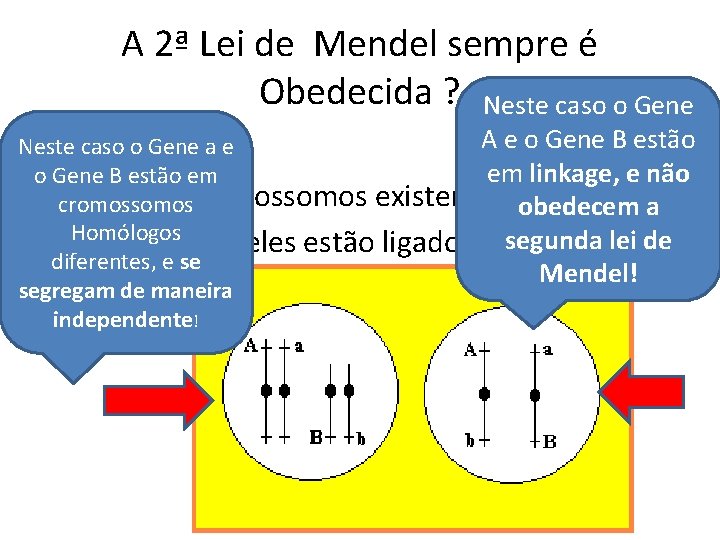 A 2ª Lei de Mendel sempre é Obedecida ? Neste caso o Gene A