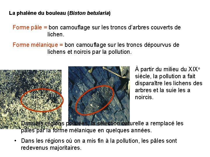 La phalène du bouleau (Biston betularia) Forme pâle = bon camouflage sur les troncs