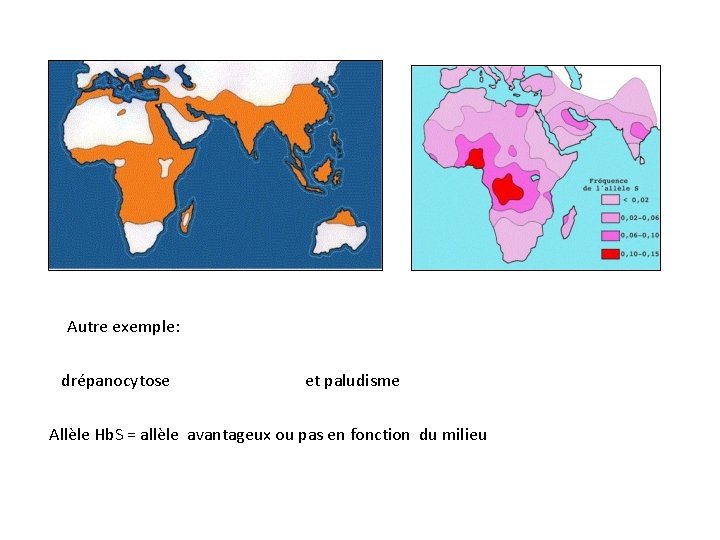 Autre exemple: drépanocytose et paludisme Allèle Hb. S = allèle avantageux ou pas en