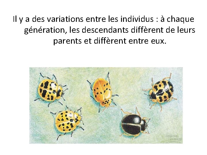 Il y a des variations entre les individus : à chaque génération, les descendants