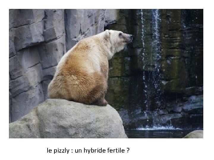 le pizzly : un hybride fertile ? 