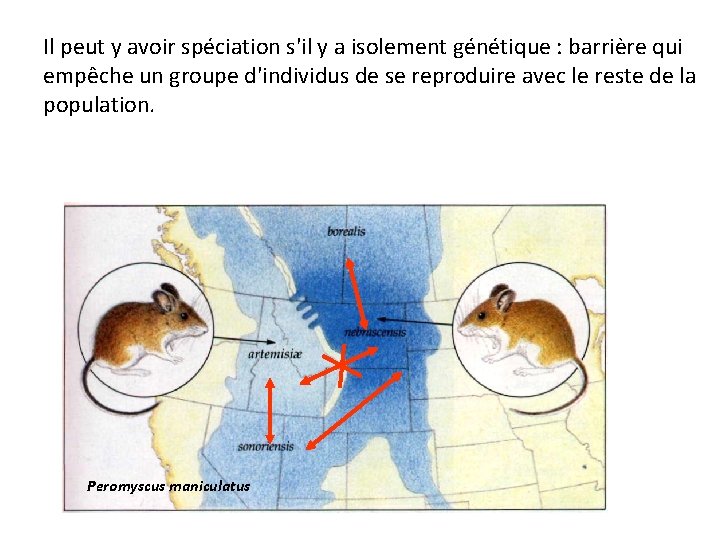 Il peut y avoir spéciation s'il y a isolement génétique : barrière qui empêche