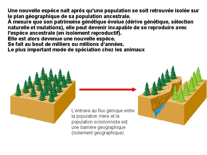 Une nouvelle espèce naît après qu'une population se soit retrouvée isolée sur le plan