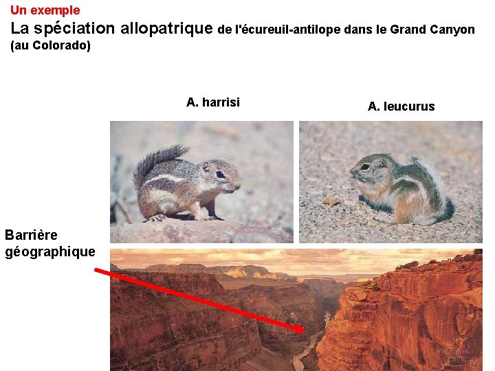 Un exemple La spéciation allopatrique de l'écureuil-antilope dans le Grand Canyon (au Colorado) A.