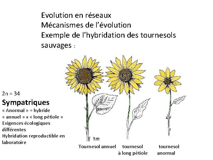 Evolution en réseaux Mécanismes de l’évolution Exemple de l’hybridation des tournesols sauvages : 2