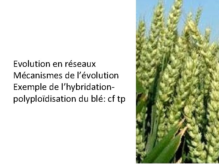 Evolution en réseaux Mécanismes de l’évolution Exemple de l’hybridationpolyploïdisation du blé: cf tp 