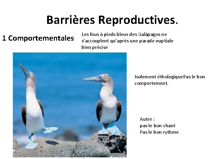 Barrières Reproductives. 1 Comportementales Les fous à pieds bleus des Galápagos ne s’accouplent qu’après