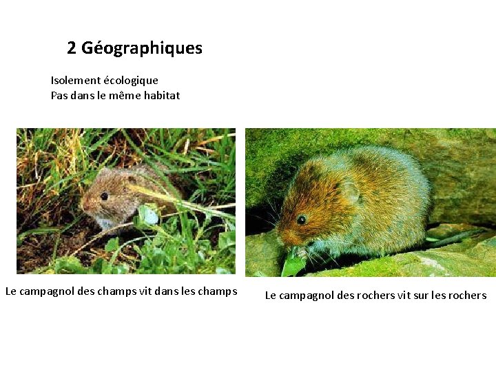 2 Géographiques Isolement écologique Pas dans le même habitat Le campagnol des champs vit