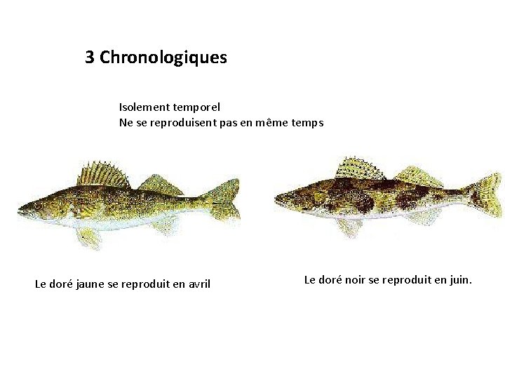 3 Chronologiques Isolement temporel Ne se reproduisent pas en même temps Le doré jaune