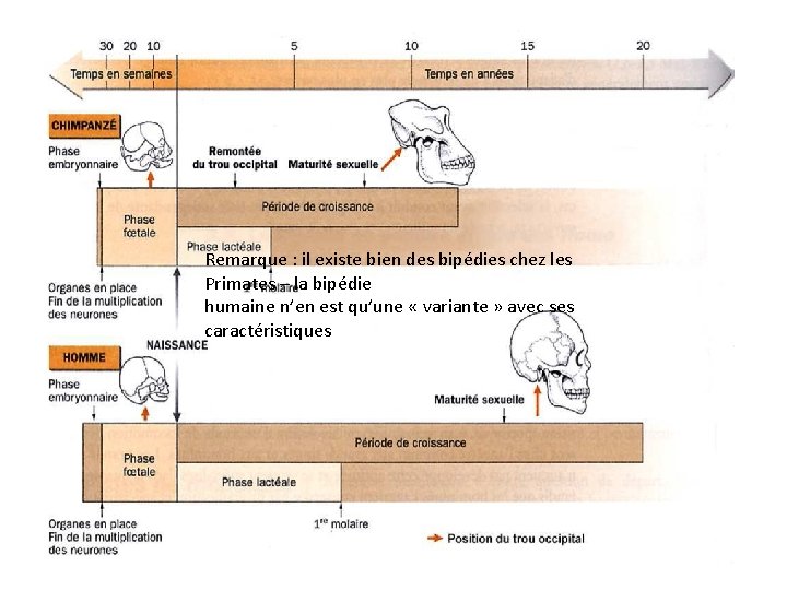 Remarque : il existe bien des bipédies chez les Primates – la bipédie humaine