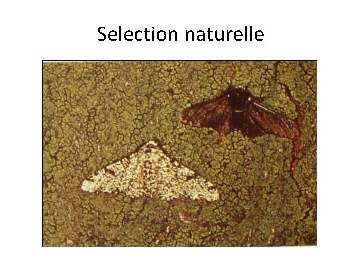 Selection naturelle 