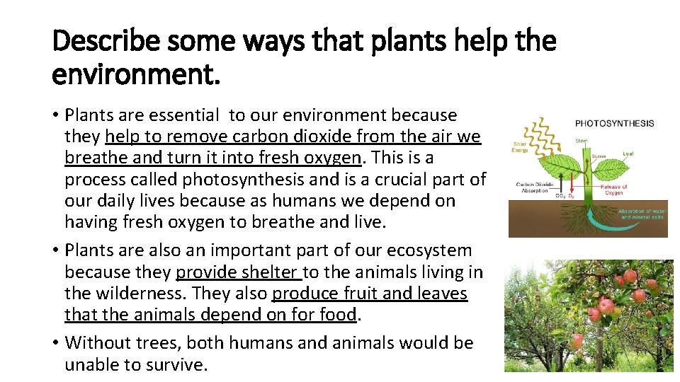 Describe some ways that plants help the environment. • Plants are essential to our