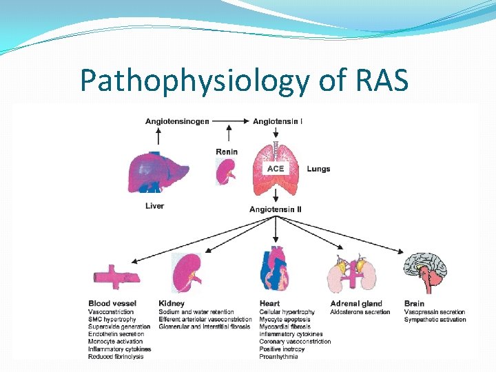  Pathophysiology of RAS 