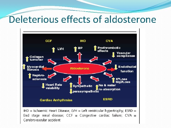 Deleterious effects of aldosterone 