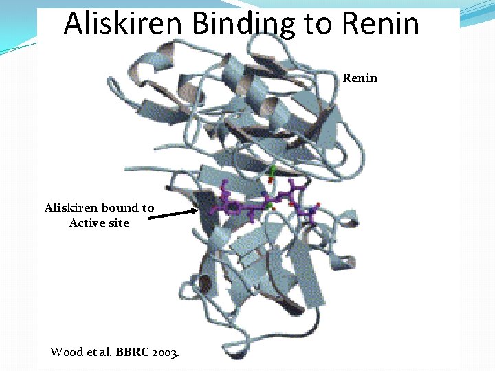  Aliskiren Binding to Renin Aliskiren bound to Active site Wood et al. BBRC