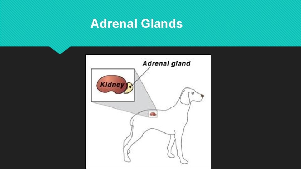 Adrenal Glands 