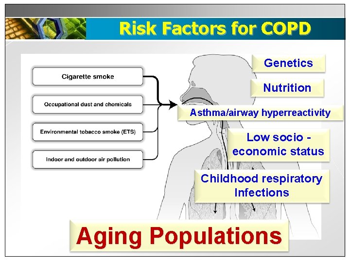 Risk Factors for COPD Genetics Nutrition Asthma/airway hyperreactivity Low socio economic status Childhood respiratory