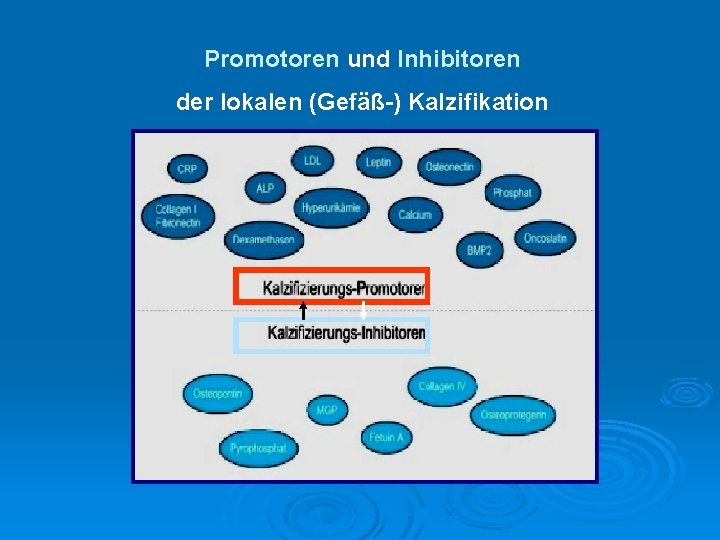 Promotoren und Inhibitoren der lokalen (Gefäß-) Kalzifikation 