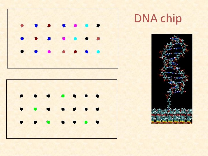 DNA chip 