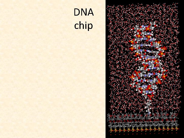 DNA chip 