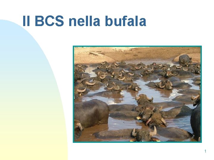 Il BCS nella bufala 1 