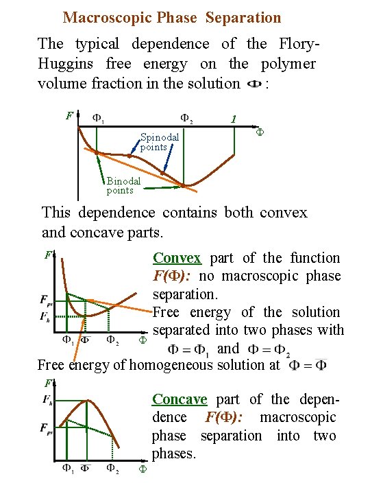 Macroscopic Phase Separation The typical dependence of the Flory. Huggins free energy on the