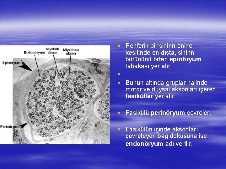 § Periferik bir sinirin enine kesitinde en dışta, sinirin bütününü örten epinöryum tabakası yer