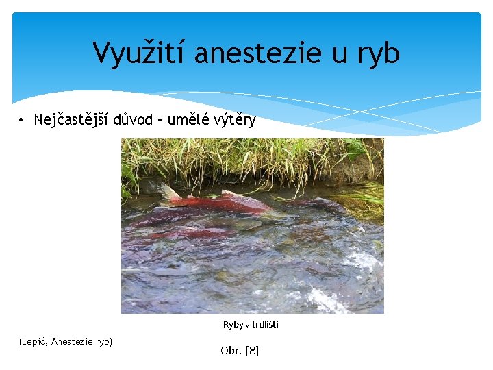 Využití anestezie u ryb • Nejčastější důvod – umělé výtěry Ryby v trdlišti (Lepič,