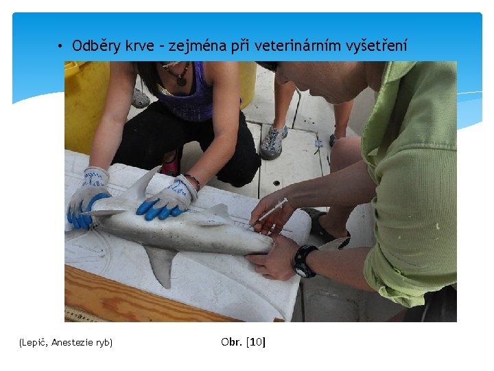  • Odběry krve – zejména při veterinárním vyšetření (Lepič, Anestezie ryb) Obr. [10]