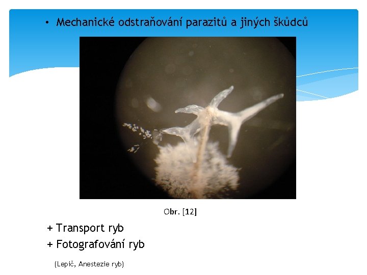  • Mechanické odstraňování parazitů a jiných škůdců Obr. [12] + Transport ryb +
