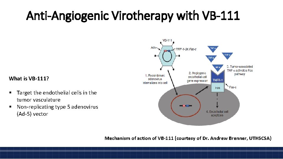 Anti-Angiogenic Virotherapy with VB-111 What is VB-111? § Target the endothelial cells in the