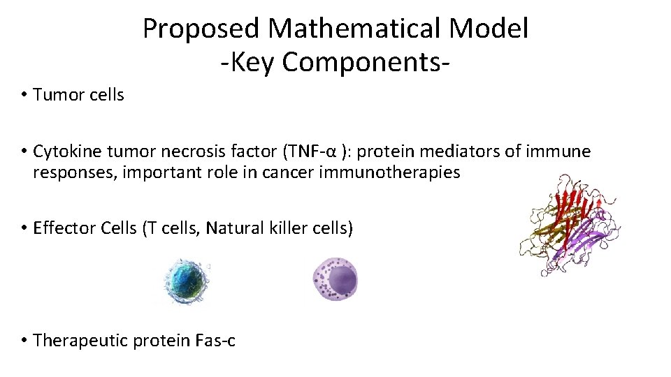Proposed Mathematical Model -Key Components • Tumor cells • Cytokine tumor necrosis factor (TNF-α