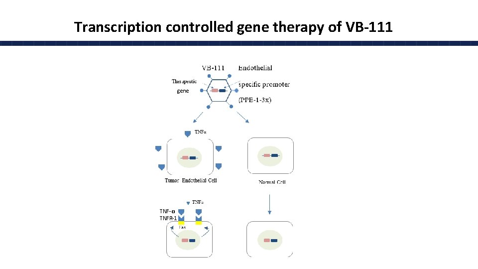 Transcription controlled gene therapy of VB-111 gene TNF-α TNFR-1 