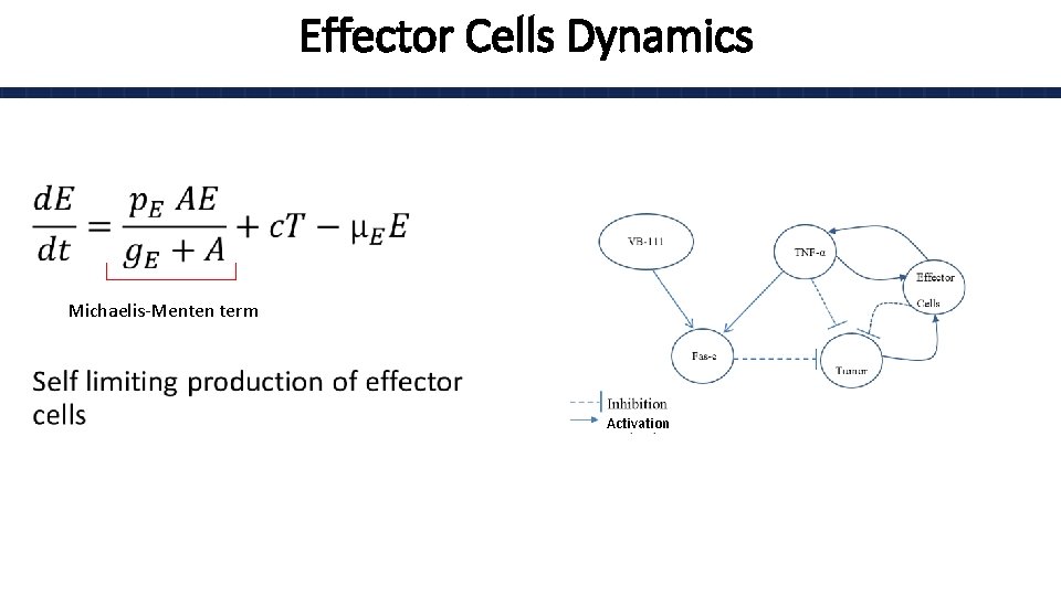 Effector Cells Dynamics • Michaelis-Menten term Activation 