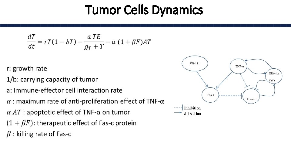 Tumor Cells Dynamics • Activation 
