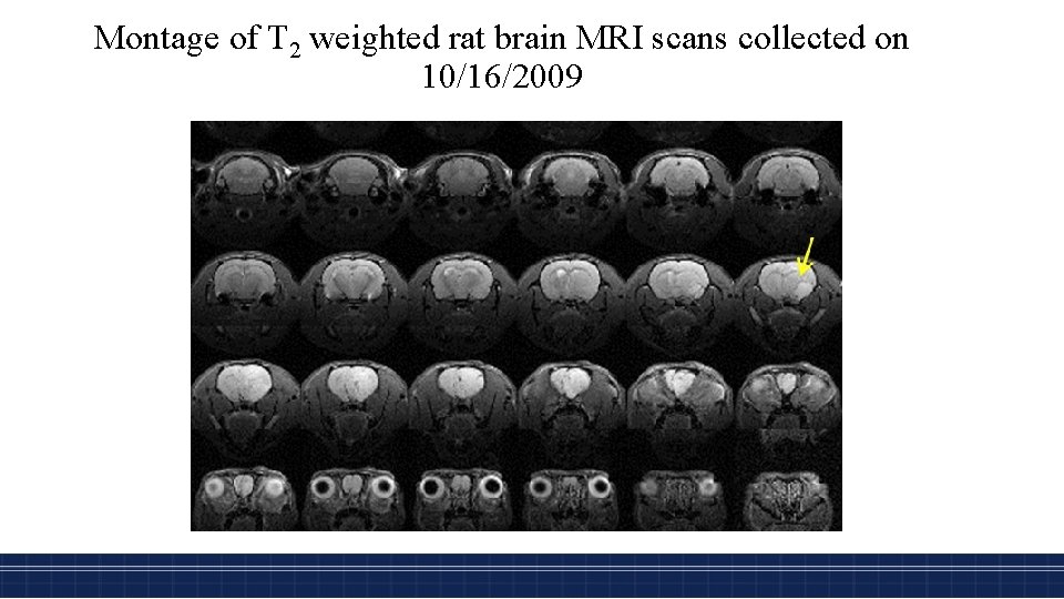 Montage of T 2 weighted rat brain MRI scans collected on 10/16/2009 