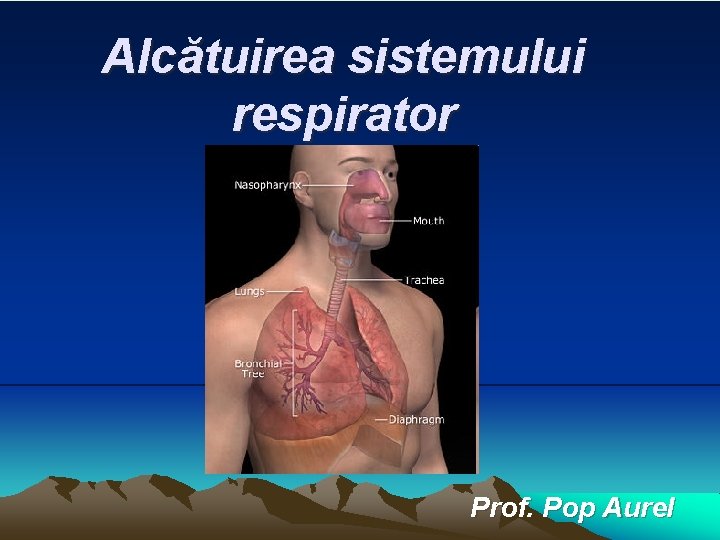 Alcătuirea sistemului respirator Prof. Pop Aurel 