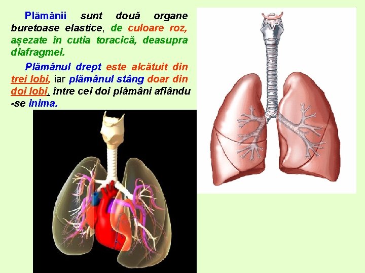 Plămânii sunt două organe buretoase elastice, de culoare roz, așezate în cutia toracică, deasupra