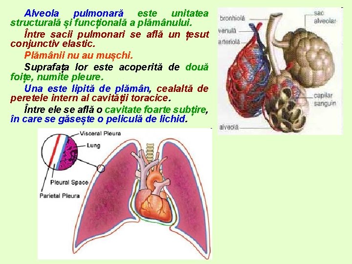 Alveola pulmonară este unitatea structurală și funcțională a plămânului. Între sacii pulmonari se află