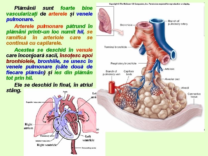 Plămânii sunt foarte bine vascularizați de arterele și venele pulmonare. Arterele pulmonare pătrund în