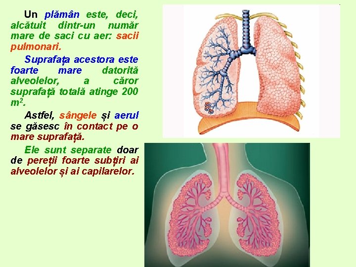 Un plămân este, deci, alcătuit dintr-un număr mare de saci cu aer: sacii pulmonari.