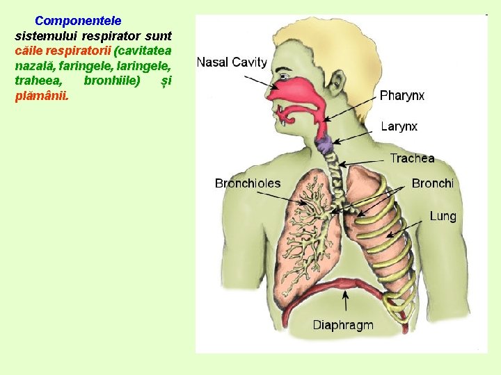 Componentele sistemului respirator sunt căile respiratorii (cavitatea nazală, faringele, laringele, traheea, bronhiile) și plămânii.