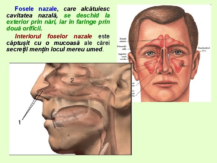 Fosele nazale, care alcătuiesc cavitatea nazală, se deschid la exterior prin nări, iar în