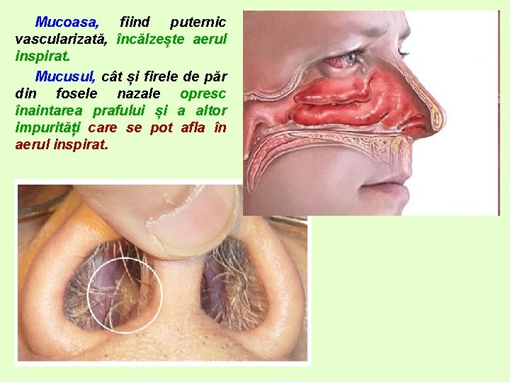 Mucoasa, fiind puternic vascularizată, încălzește aerul inspirat. Mucusul, cât și firele de păr din